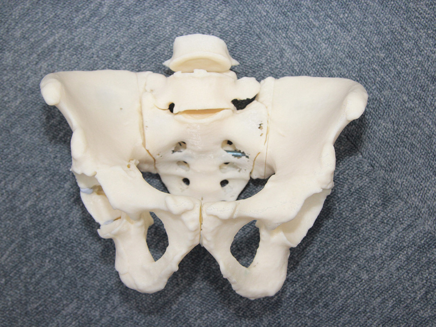 3d printed tailbone