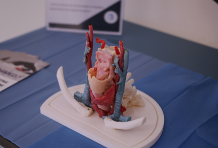 heart model