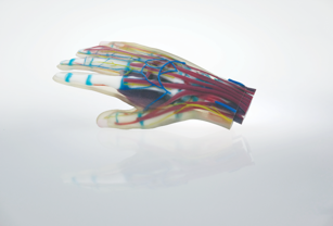 The multi-material hand model incorporates soft tissue with hard bone in a single print.