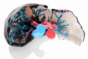 A 3D printed liver model with transparent tissue.