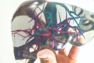 This 3D printed liver model makes teaching students about blood flow easier.