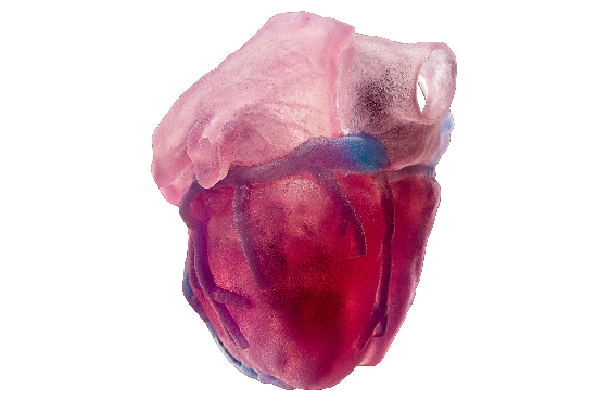 heart  1
