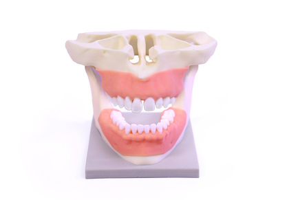 3D printed soft visual anatomy jaw by Stratasys