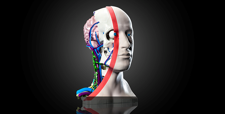 Medical-printed-3d-anatomical-head-full-color.png