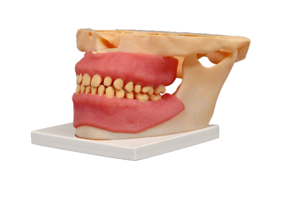 full anatomical jaw model 3D printed by Strasys