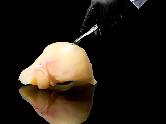 a-hand-cuts-liver-anatomical-model-with-scalpel