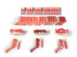 Stratasys TrueDent shade tab options.