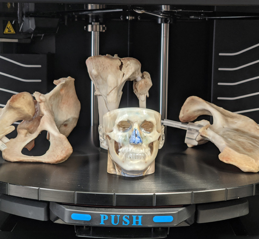 Anatomical Skull 3D printed using Stratasys J5 MediJet Printer