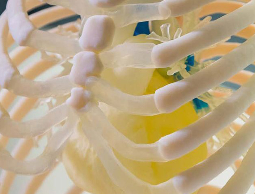 3D printed ribcage (side)