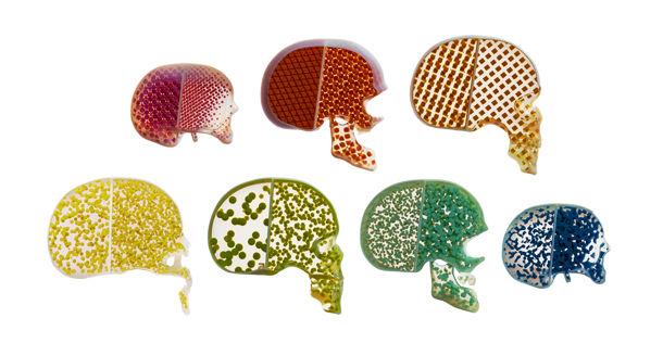 Anatomical Skills 3D printed using Stratasys Digital Anotomy Creator Software